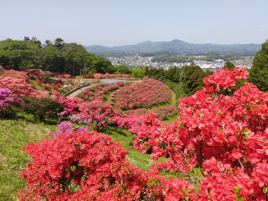 🌸 카사마 철쭉 공원(카사마 츠츠지 코엔) 이미지 9